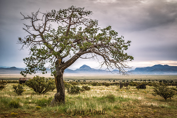 Still Standing Tall