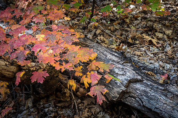 Maple Reds
