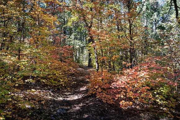 Crimson Maple Trail