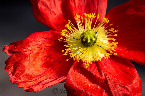 Poppy