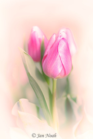 Tulip Blush