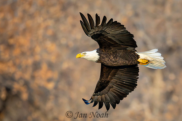 Majestic Flight