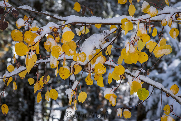 Fall and Winter Combined