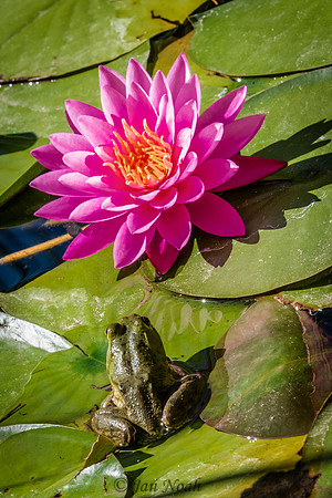 Lily Pad Visitor