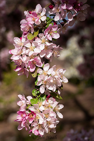 Cherry Blossoms