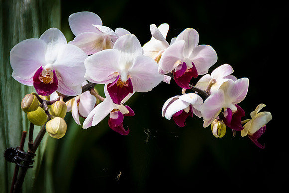 Orchid Plus One