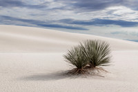 Yuccas