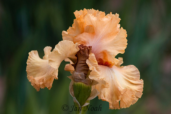 Peach Beauty