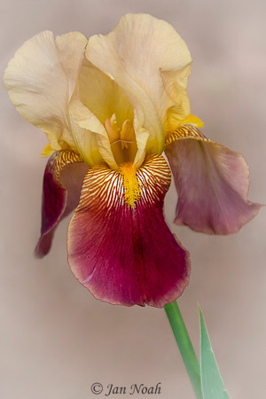 Variety Frank Adams