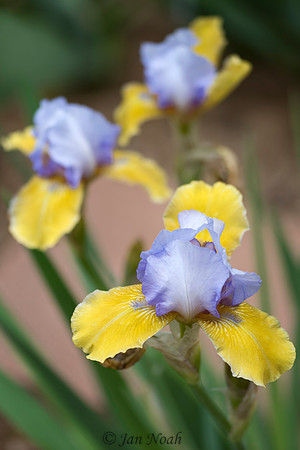 Iris Bed