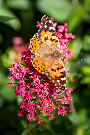 Painted Lady