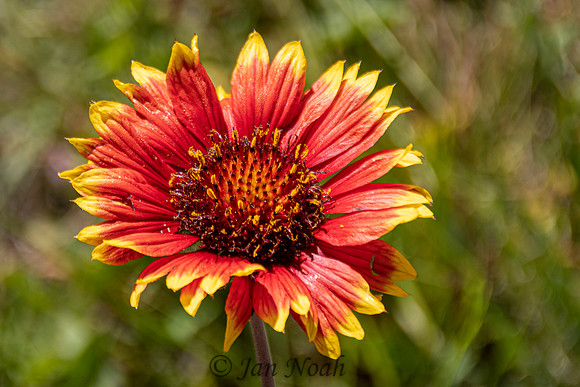 Gaillardia Bloom