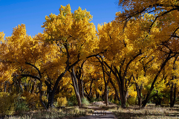 Golden Cottonwoods