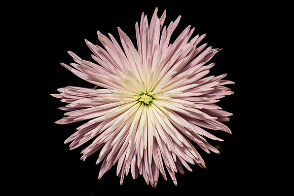 Spider Mum