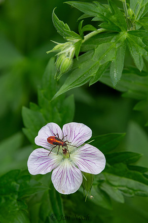 Wild Geranium