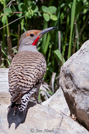 Northern Flicker
