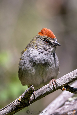 Green-tailed Towhee