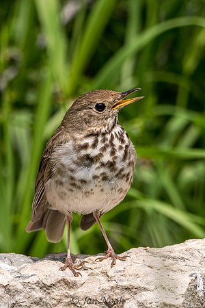 Hermit Thrush