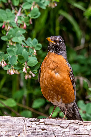 American Robin