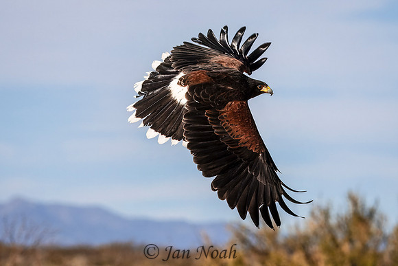 Harris Hawk