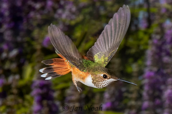 Female Rufous Hummingbird