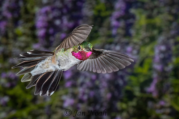 Male Broad-tailed Hummingbird