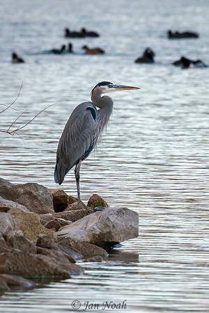 Great Blue Heron