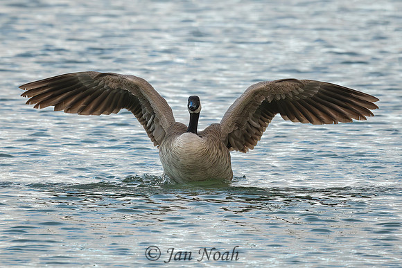 Spread Your Wings