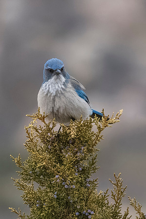 "Angry" Bird