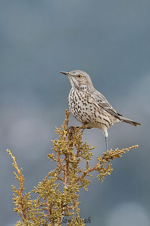 Sage Thrasher