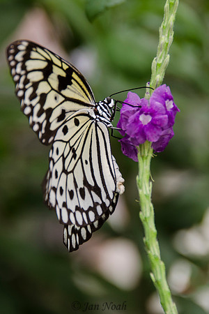 Tree Nymph Butterfly