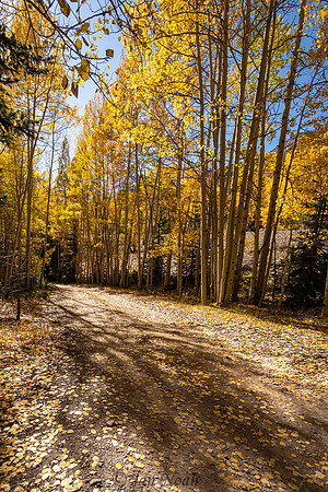 Aspen Pathway