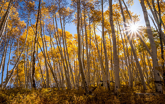 Aspen Glory