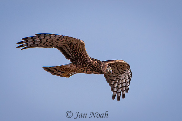 Northern Harrier