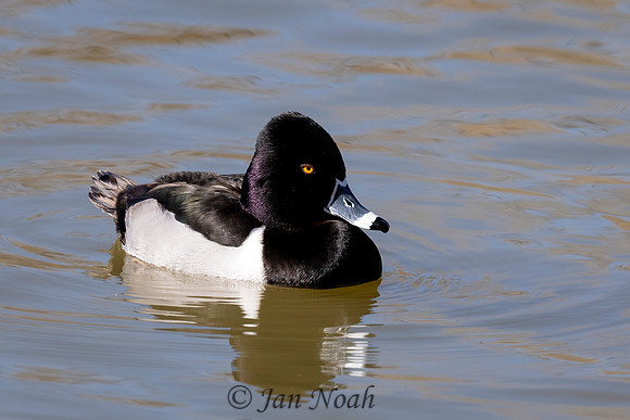 Ring-necked Duck