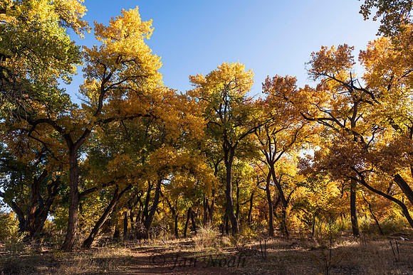 Yellow Cottonwoods