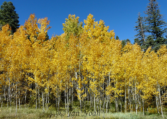 Aspen Grove