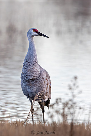 Sandhill Crane