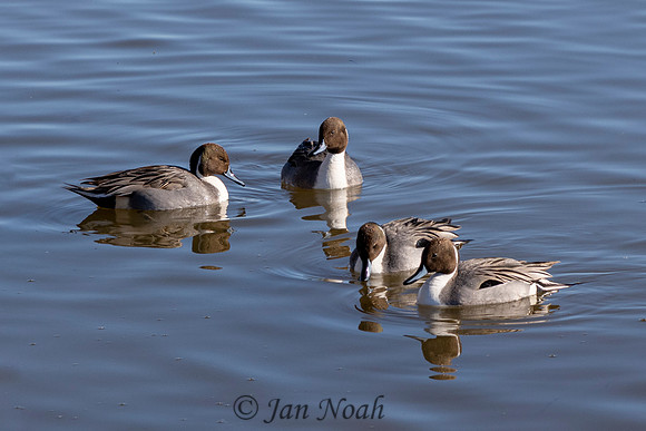 Northern Pintails
