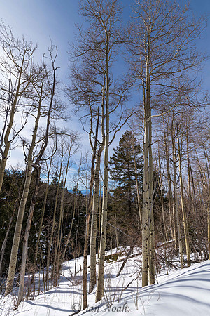 Aspens in Winter