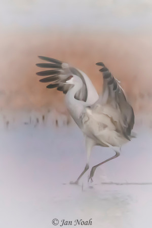 Sandhill Crane