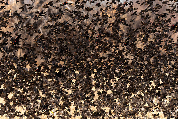Orderly Chaos