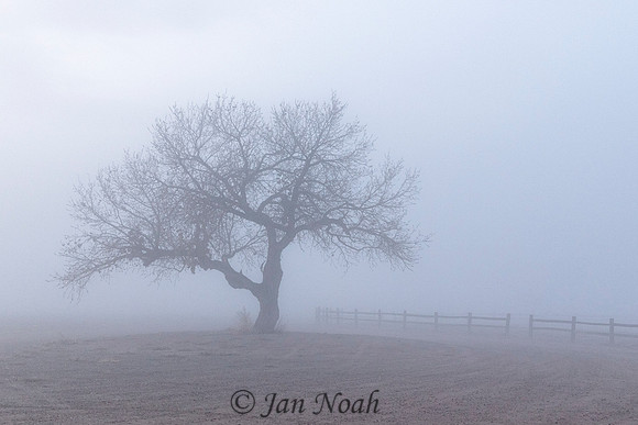 Fog Rolls In