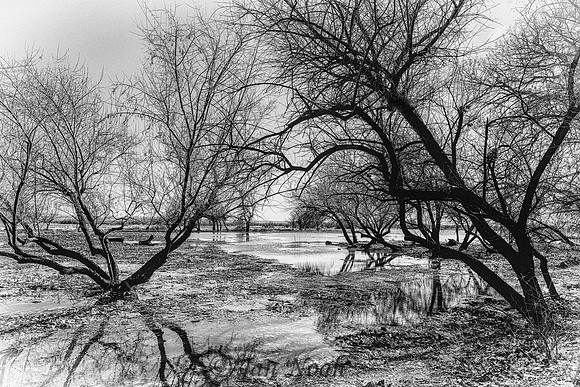 Branching Out