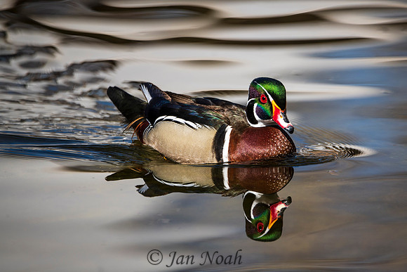 Wood Duck