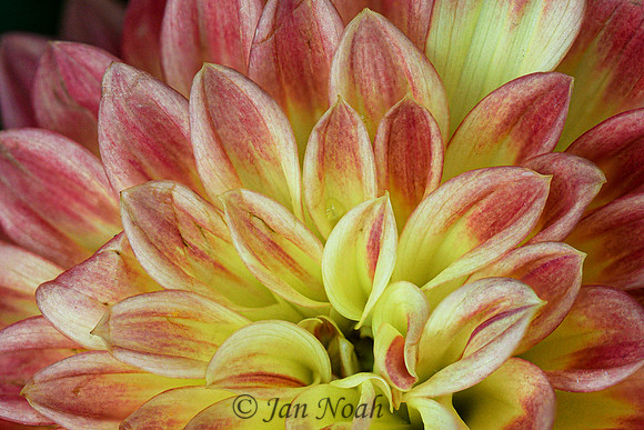 Dahlia