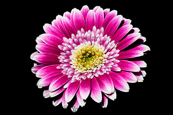 In the Pink