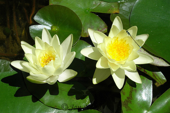 Yellow Water Lillies