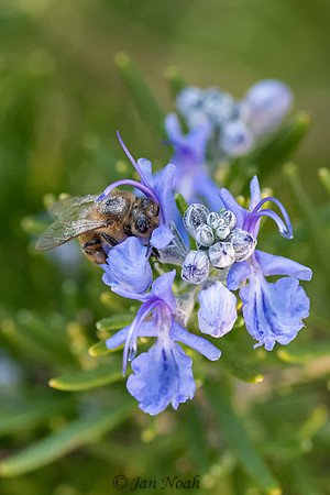 Pollen Eyes