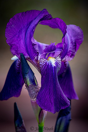 Iris